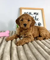 Ginger, a female Miniature Goldendoodle for sale in Indianapolis, IN – Photo 4 of 5