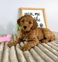 Ginger, a female Miniature Goldendoodle for sale in Indianapolis, IN – Photo 5 of 5