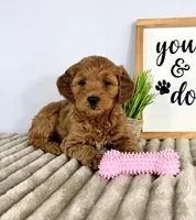 Ginger, a female Miniature Goldendoodle for sale in Indianapolis, IN – Photo 3 of 5