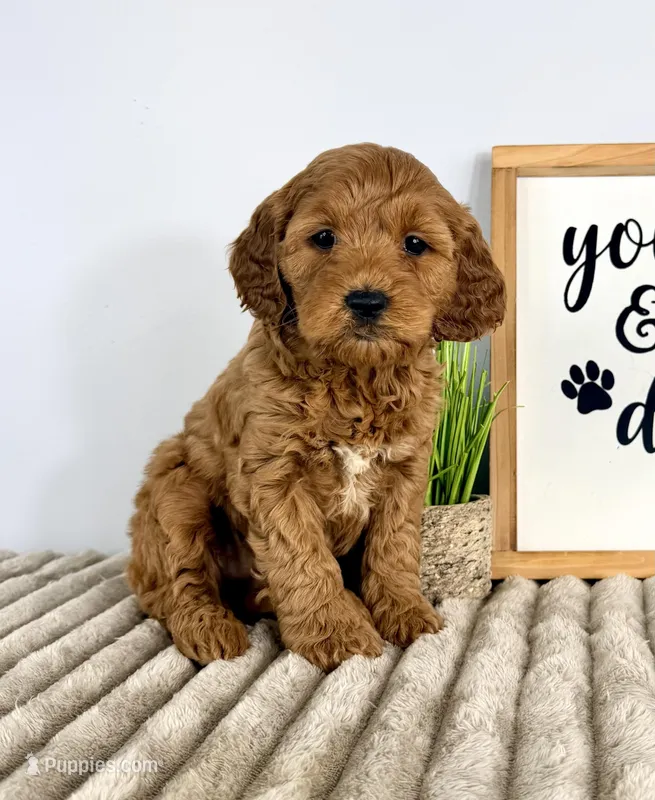 Ginger – Miniature Goldendoodle puppy for sale in Indianapolis, IN