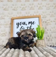 Bobby, a male Maltipoo for sale in Indianapolis, IN – Photo 4 of 4