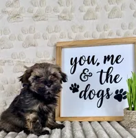 Bobby, a male Maltipoo for sale in Indianapolis, IN – Photo 1 of 4