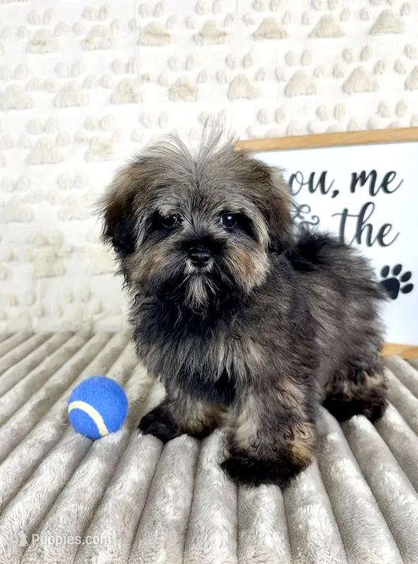 Bobby – Maltipoo puppy for sale in Indianapolis, IN