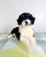 Trixie, a female Miniature Bernedoodle for sale in Indianapolis, IN – 4 of 5