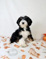 Braxton, a male Miniature Bernedoodle for sale in Indianapolis, IN – 4 of 5
