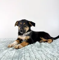 Denali, a female Australian Cattle Dog and German Shepherd Dog for sale in Indianapolis, IN – 1 of 4