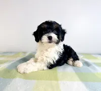 Trixie, a female Miniature Bernedoodle for sale in Indianapolis, IN – 5 of 5