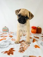 Frank, a male Pug for sale in Indianapolis, IN – 1 of 5