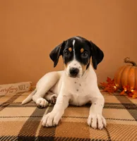 Tod, a male Rat Terrier and Doberman Pinscher for sale in Indianapolis, IN – 3 of 4