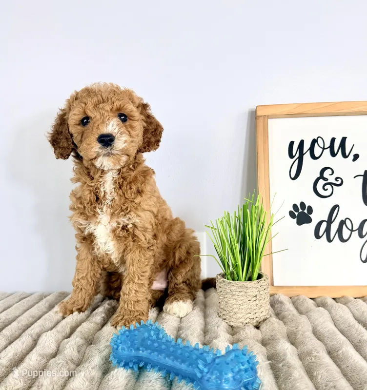 Graham – Miniature Goldendoodle puppy for sale in Indianapolis, IN