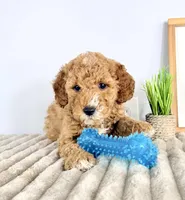 Graham, a male Miniature Goldendoodle for sale in Indianapolis, IN – Photo 3 of 6