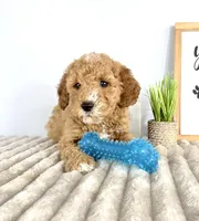 Graham, a male Miniature Goldendoodle for sale in Indianapolis, IN – Photo 2 of 6