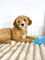 Graham, a male Miniature Goldendoodle for sale in Indianapolis, IN – Photo 4 of 6