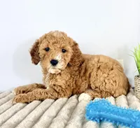 Graham, a male Miniature Goldendoodle for sale in Indianapolis, IN – Photo 5 of 6