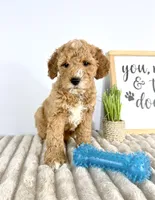Graham, a male Miniature Goldendoodle for sale in Indianapolis, IN – Photo 6 of 6