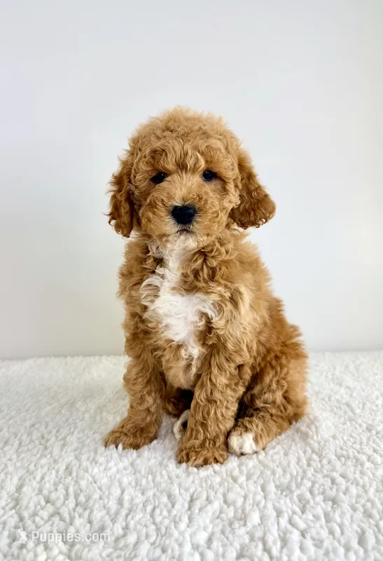 Sunshine – Miniature Goldendoodle puppy for sale in Indianapolis, IN