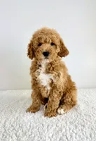 Sunshine, a female Miniature Goldendoodle for sale in Indianapolis, IN – 1 of 5