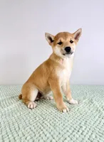 Maya, a female Shiba Inu for sale in Indianapolis, IN – 2 of 6