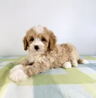 Woody, a male Miniature Bernedoodle for sale in Indianapolis, IN – 5 of 5