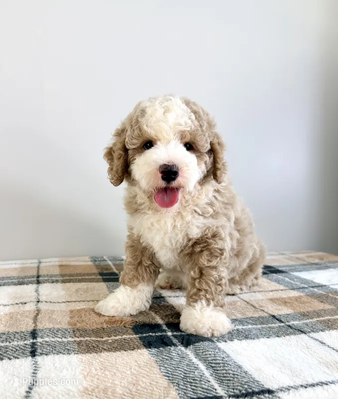 Stuart – Miniature Bernedoodle puppy for sale in Indianapolis, IN