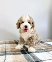 Stuart, a male Miniature Bernedoodle for sale in Indianapolis, IN – 1 of 6