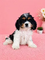 Chrissy, a female Cavapoo for sale in Indianapolis, IN – Photo 6 of 6