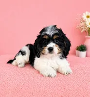Chrissy, a female Cavapoo for sale in Indianapolis, IN – Photo 4 of 6