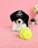 Chrissy, a female Cavapoo for sale in Indianapolis, IN – Photo 2 of 6
