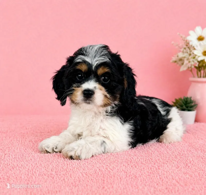Chrissy – Cavapoo puppy for sale in Indianapolis, IN