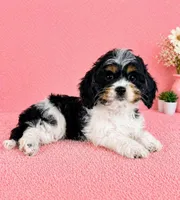 Chrissy, a female Cavapoo for sale in Indianapolis, IN – Photo 5 of 6