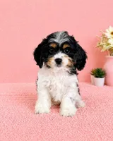 Chrissy, a female Cavapoo for sale in Indianapolis, IN – Photo 3 of 6