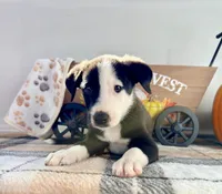 Cider, a male Border Collie for sale in Indianapolis, IN – 2 of 5