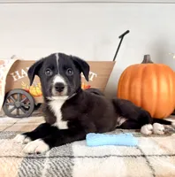 Harvest, a male Border Collie for sale in Indianapolis, IN – 3 of 5