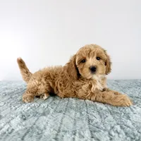 Honey, a female Cavapoo for sale in Indianapolis, IN – 2 of 4