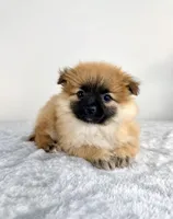 London, a female Pomeranian for sale in Indianapolis, IN – 3 of 5