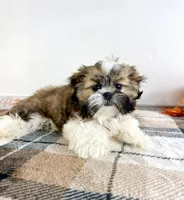 AKC Henry, a male Shih Tzu for sale in Indianapolis, IN – 3 of 5