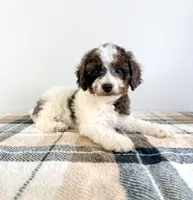 Margot, a male Miniature Bernedoodle for sale in Indianapolis, IN – 4 of 5