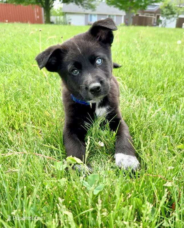Blue – Australian Cattle Dog, German Shepherd Dog puppy for sale in Indianapolis, IN