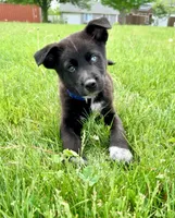 Blue, a male Australian Cattle Dog and German Shepherd Dog for sale in Indianapolis, IN – 1 of 5