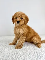 Poppy, a female Miniature Goldendoodle for sale in Indianapolis, IN – 5 of 5