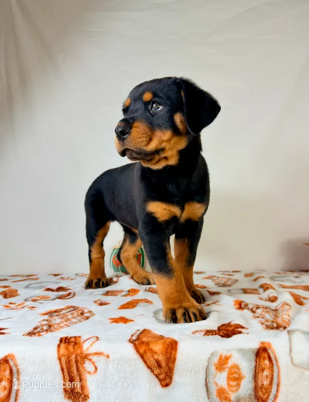 AKC Xena – Rottweiler puppy for sale in Indianapolis, IN