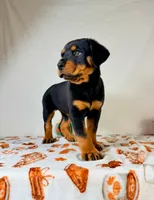 AKC Xena, a female Rottweiler for sale in Indianapolis, IN – 1 of 7
