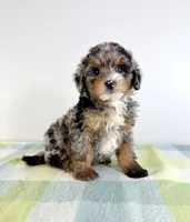 Hamm, a male Miniature Bernedoodle for sale in Indianapolis, IN – 6 of 6