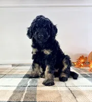 Luna, a female Miniature Bernedoodle for sale in Indianapolis, IN – 5 of 5