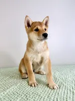 Lucy, a female Shiba Inu for sale in Indianapolis, IN – 4 of 4