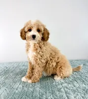 Coconut, a female Cavapoo for sale in Indianapolis, IN – 4 of 5