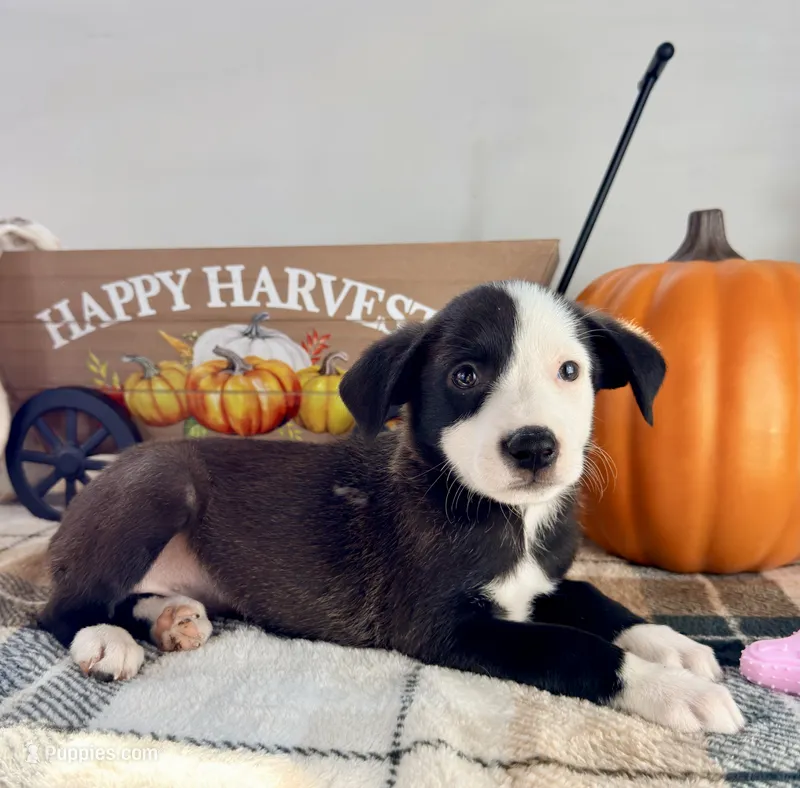 Honey – Border Collie puppy for sale in Indianapolis, IN