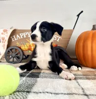 Oakley, a male Border Collie for sale in Indianapolis, IN – 2 of 6