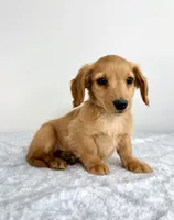 AKC Dexter, a male Miniature Dachshund for sale in Indianapolis, IN – 6 of 6