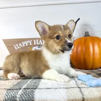 CKC Parker, a male Pembroke Welsh Corgi for sale in Indianapolis, IN – 4 of 4